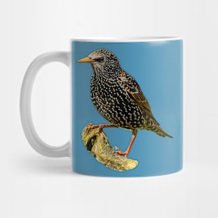 Starling in the sun Mug